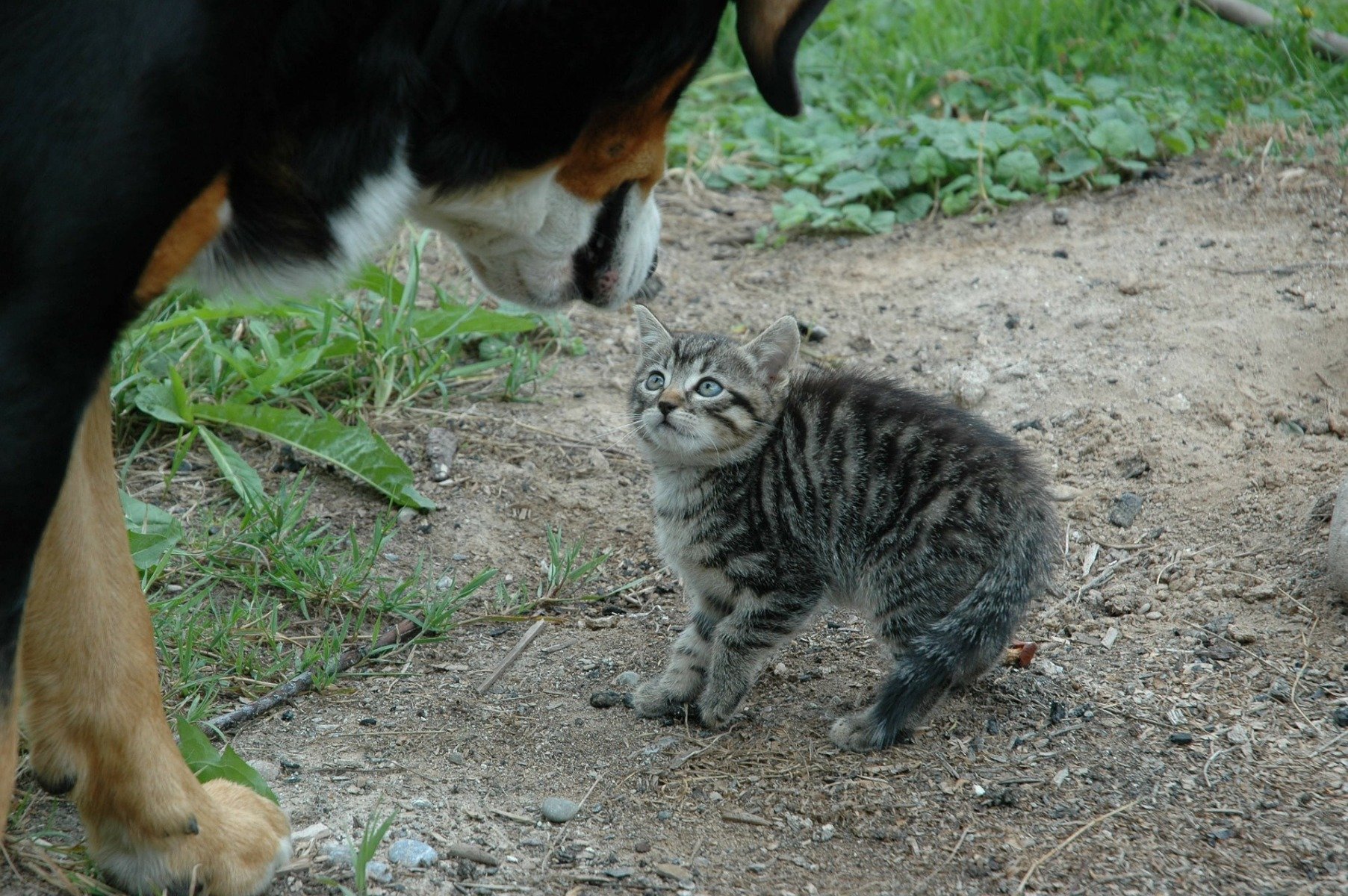 Hund Geht Auf Katze Los