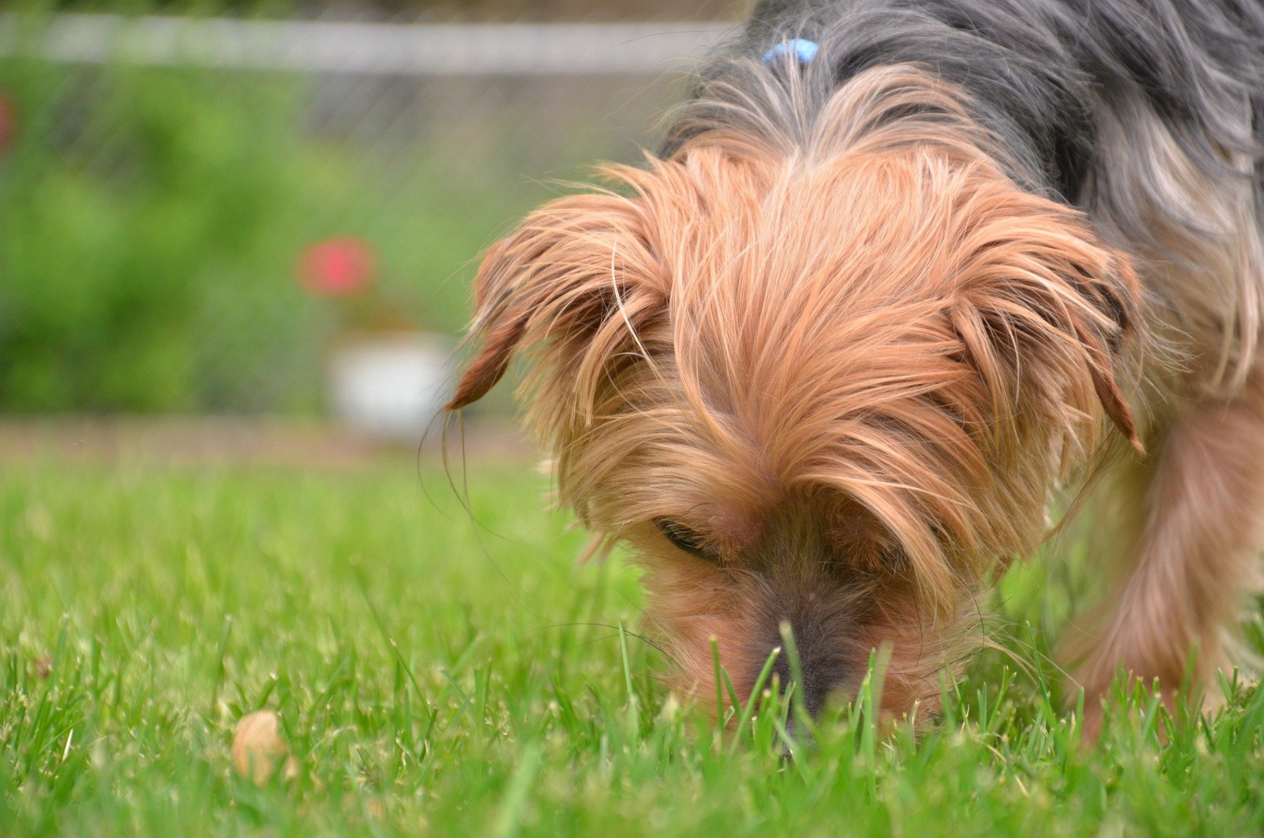 Hund frisst Gras und erbricht