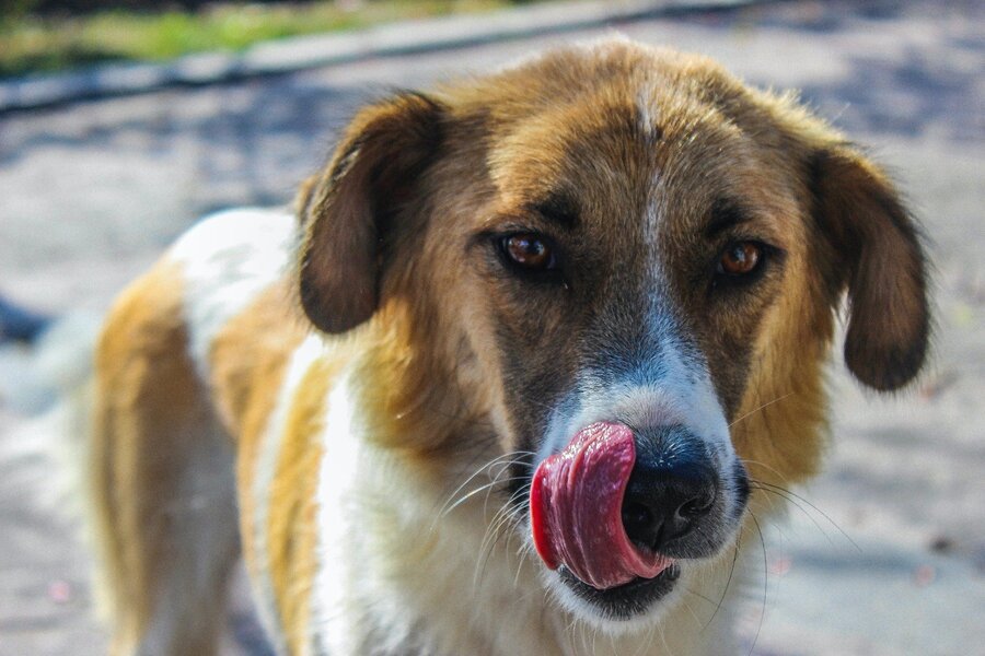 kopi Forskel Editor Ihr Hund erbricht: Ursachen, Hilfe & Behandlung | Josera