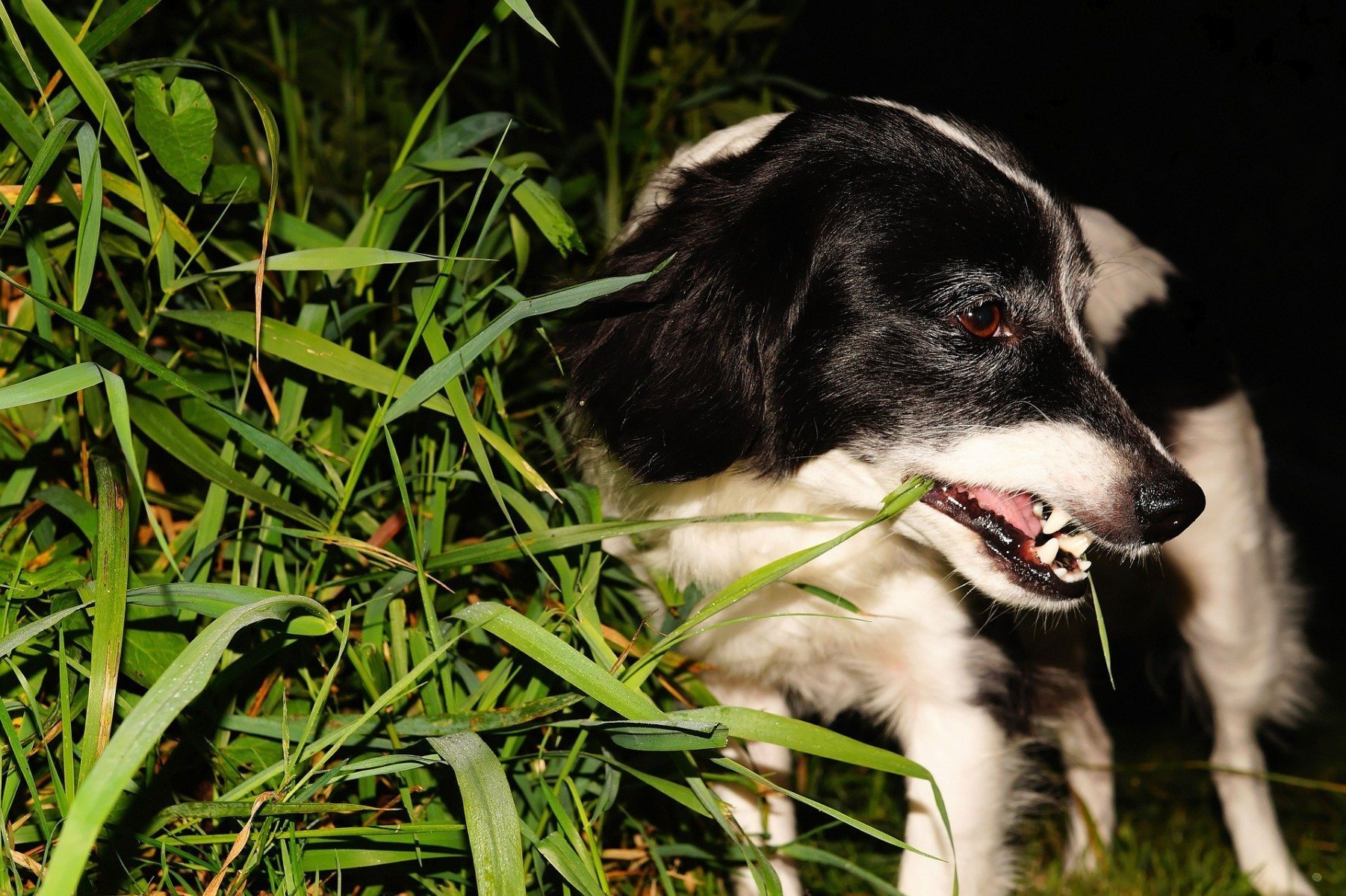 Warum frisst mein Hund Gras? ➤ herausfinden!