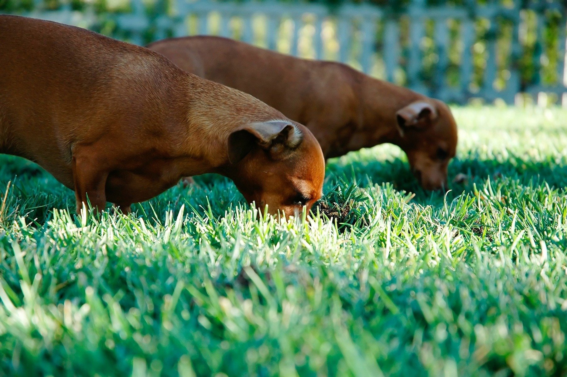 Zwei Hunde stecken ihre Nasen ins Gras