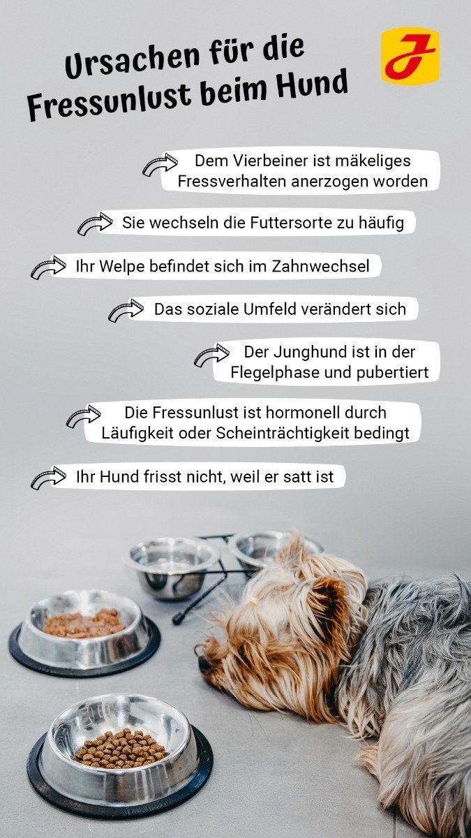 Hund frisst nicht Gründe & was Sie tun können