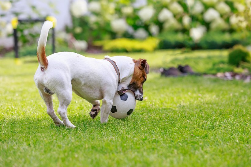 Kleiner Hund spielt mit Ball auf einer Wiese. 