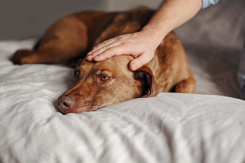 Brauner Hund liegt im Bett und eine Männerhand streichelt seinen Kopf. 