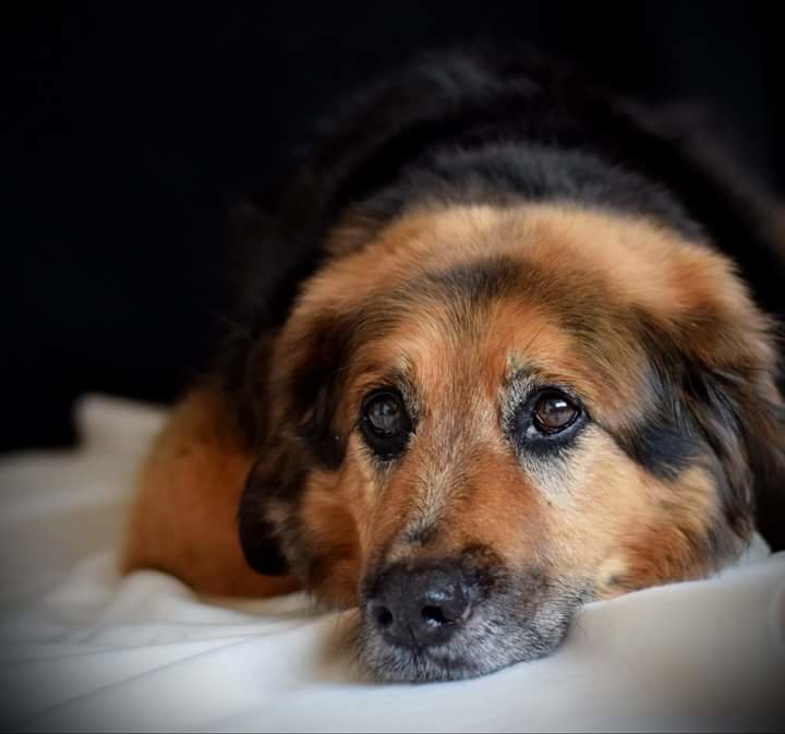 Hund liegt krank im bett