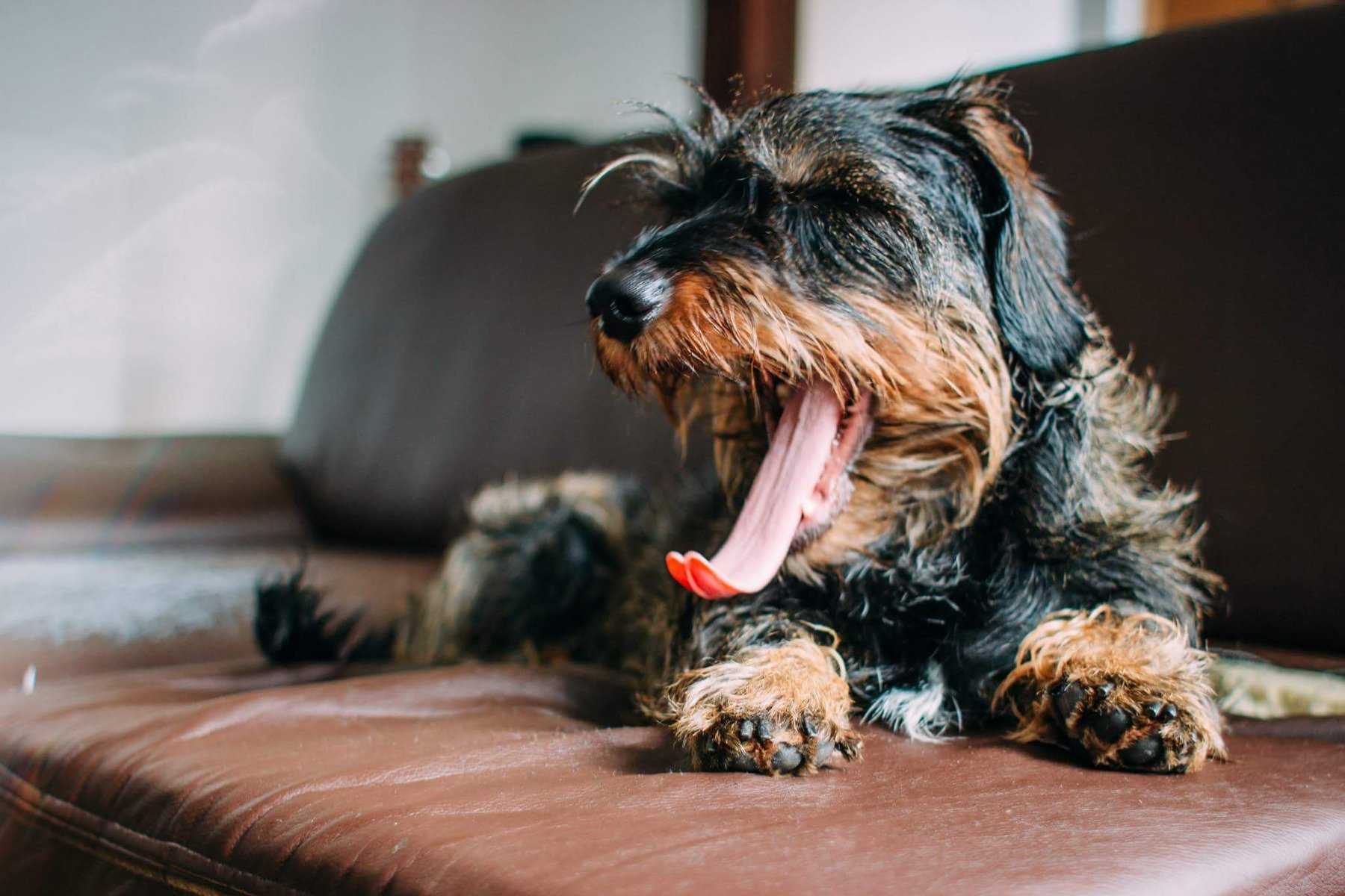 hund mit offenem Maul