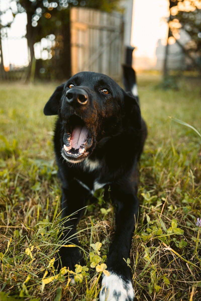 Schwarzer Labradormix mit halbgeöffnetem Fang 