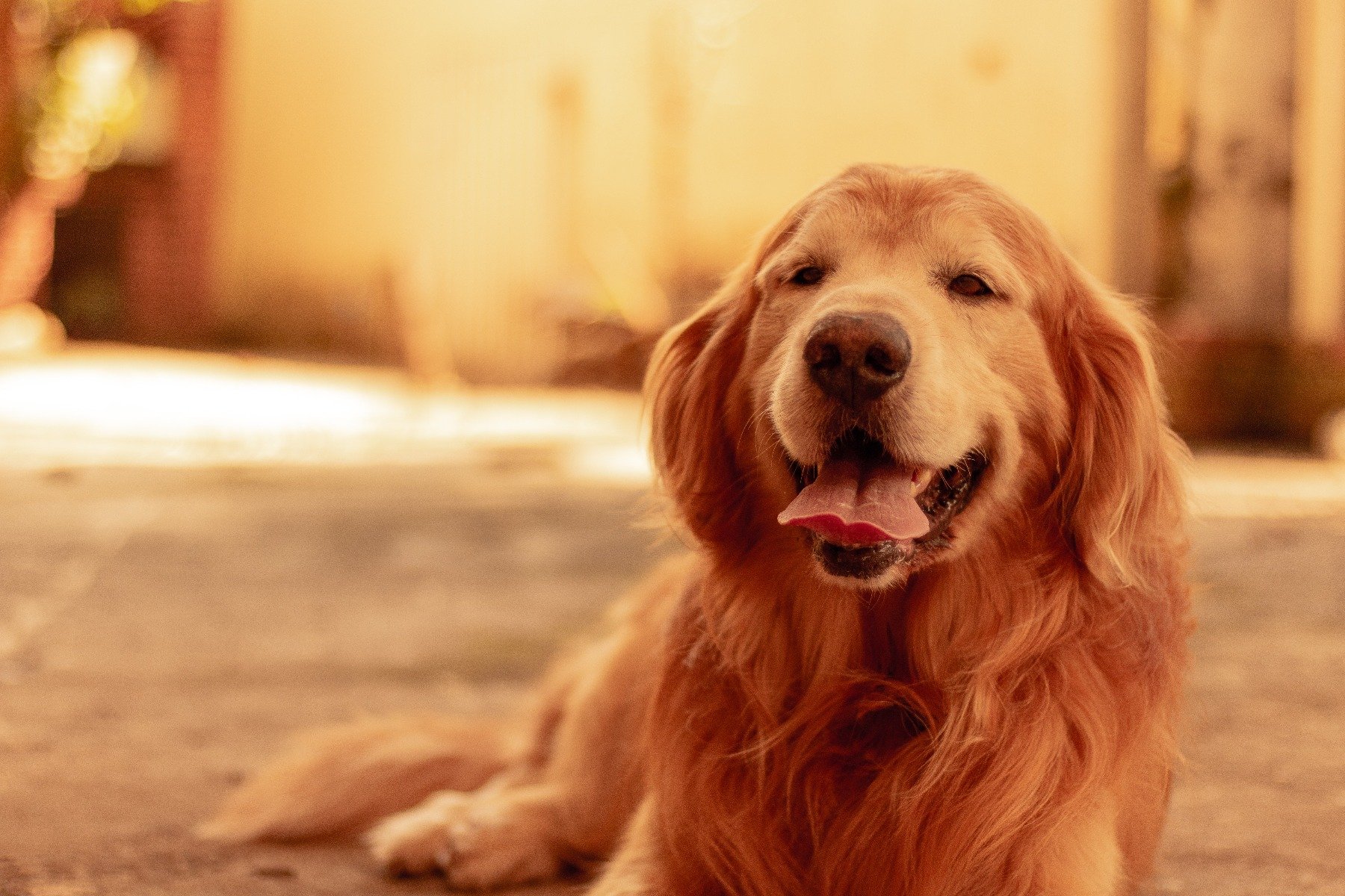 Golden Retriever hechelt mit halbgeöffnetem Mund