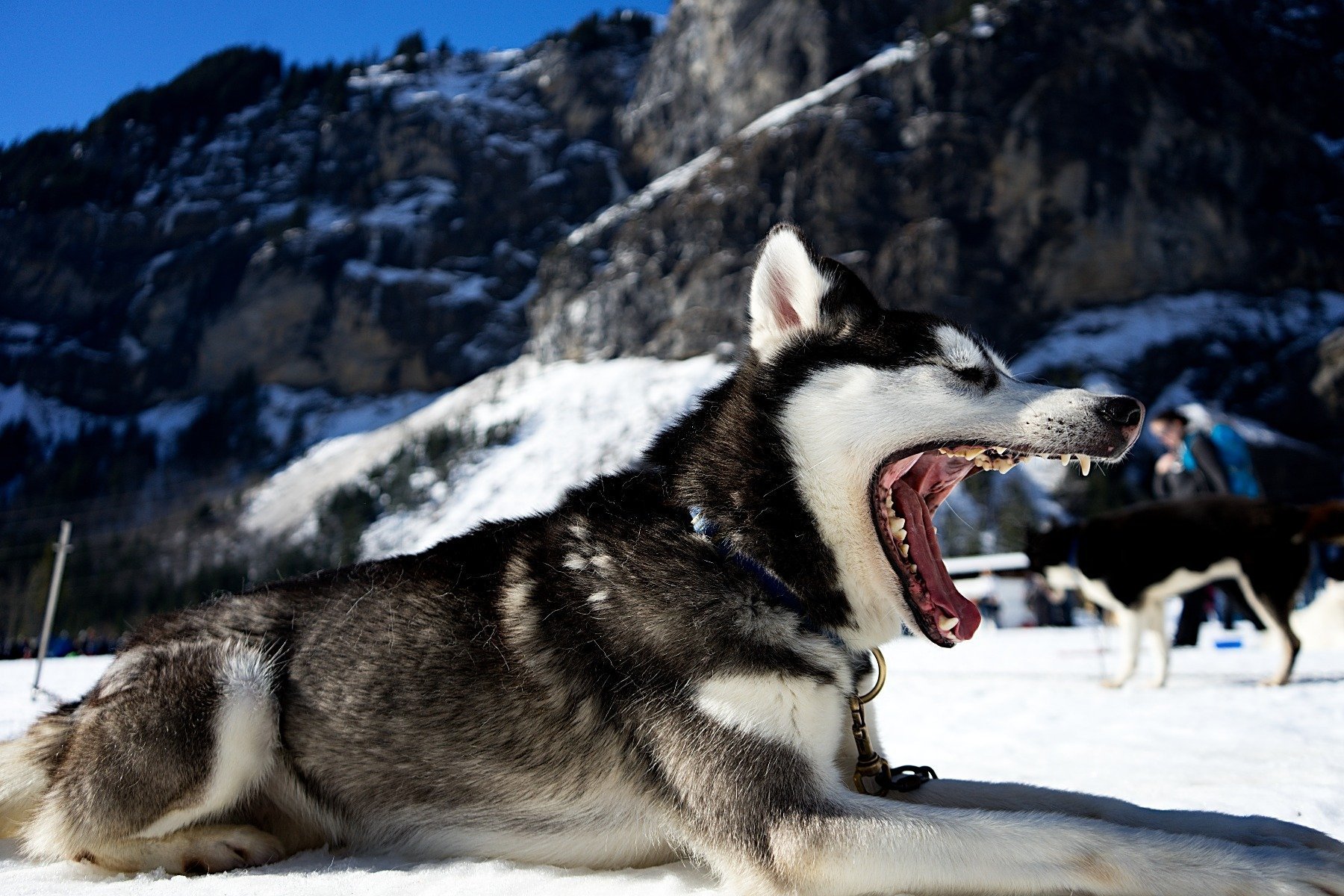 Husky liegt im Schnee und gähnt