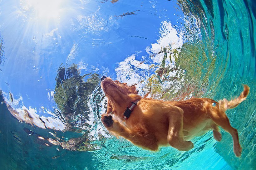 Hund von unten im Wasser beim Schwimmen