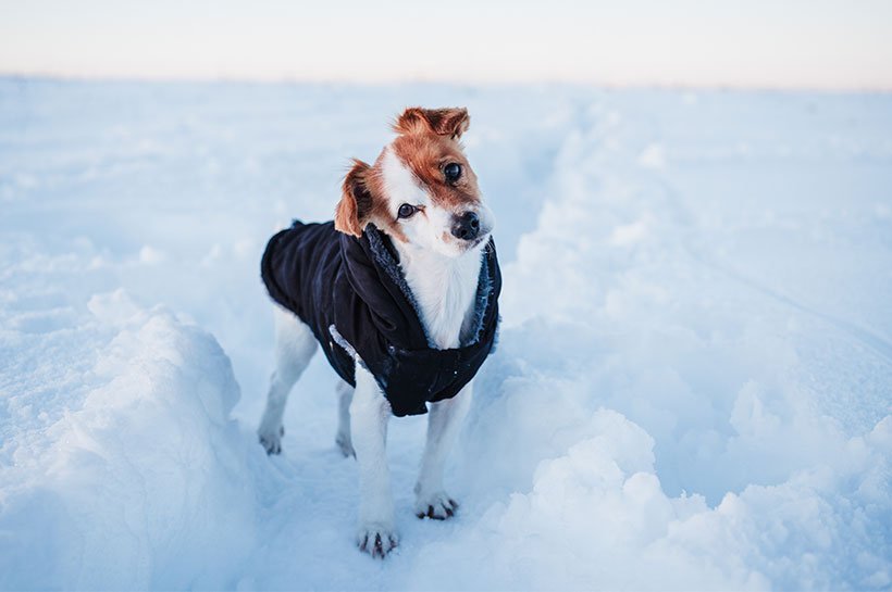 Kleiner Hund im Schnee