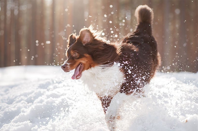 Hund tobt im Schnee