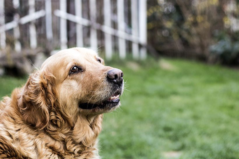 Seniorenhunde für ältere Menschen