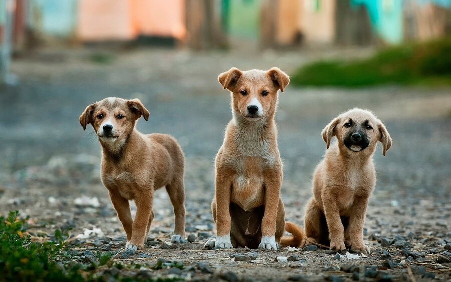 Hund kaufen – aus dem Tierschutz