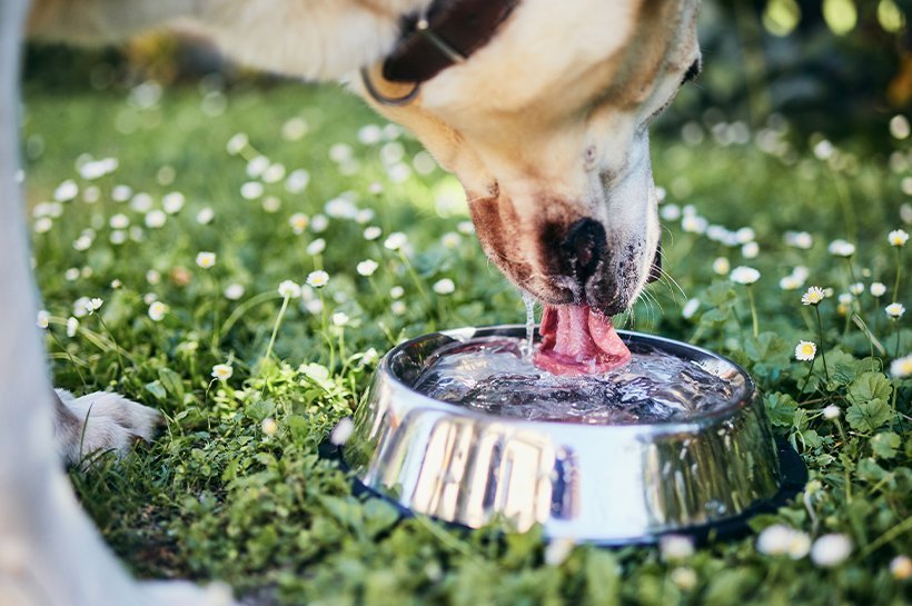 Älterer Hund trinkt Wasser aus einem Edelstahlnapf.