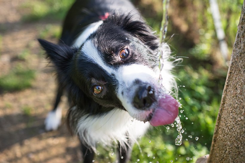 Hund trinkt draußen Wasser aus einem Wasserstrahl.