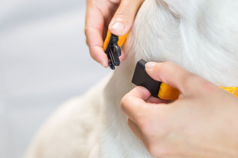 zwei Hände befestigen Halsband am Hals eines Hundes