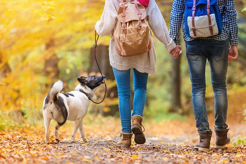 Ein Mann und einen Frau gehen mit einem Hund durch einen Herbstwald.