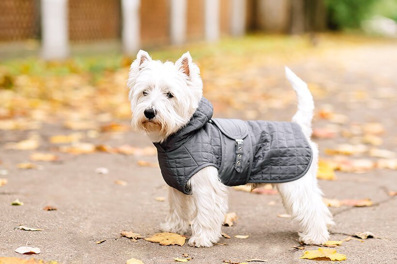 Kleiner weißer Hund steht mit einem Hundemantel auf einem herbstlichen Weg.