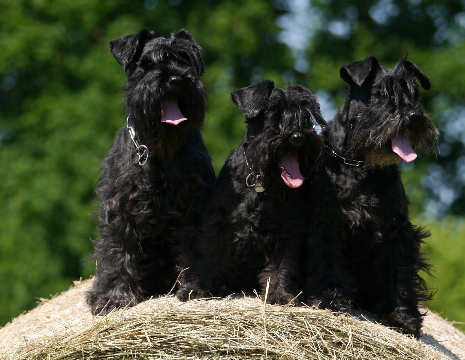 Schnauzer trimmen