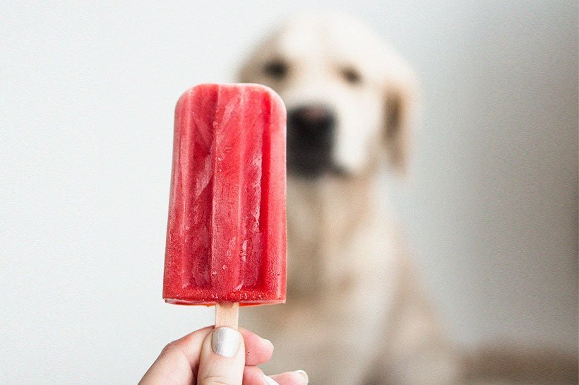 Hund und Frauchen teilen sich ein Eis