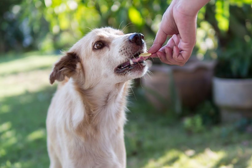 Hund bekommt ein Leckerlie aus der Hand gefüttert im Garten
