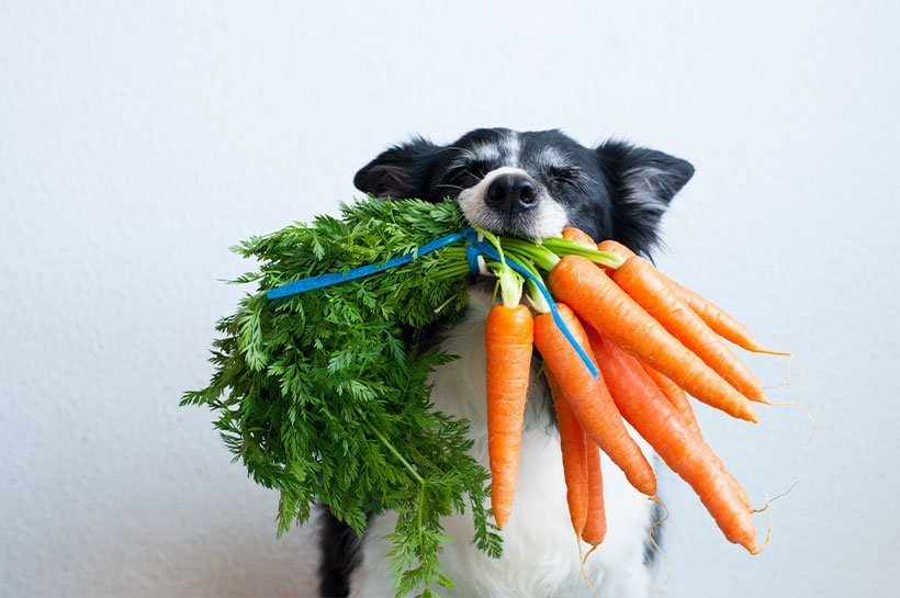 Hund umfasst einen Bund Karotten in seine Maul