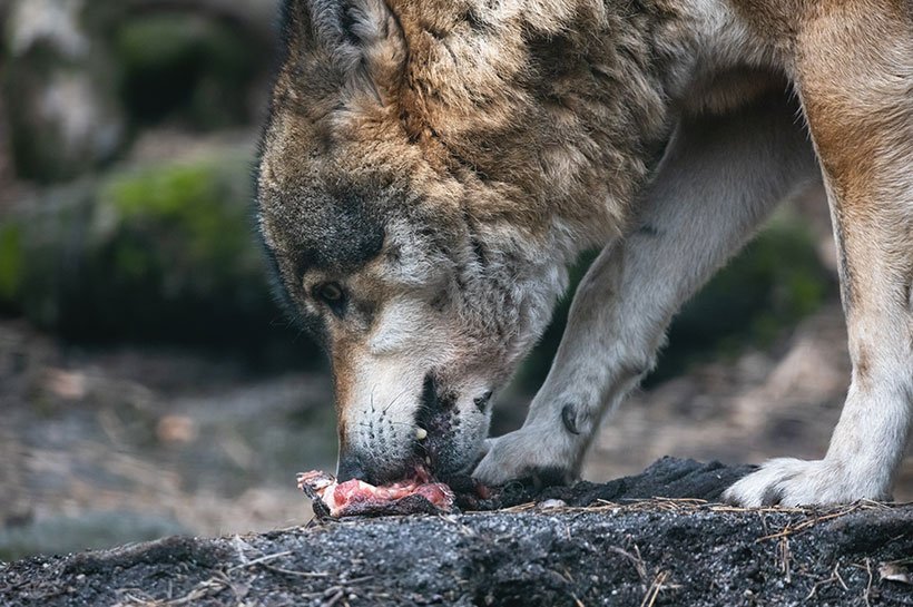 Ein Wolf kaut auf einem Stück rohem Fleisch