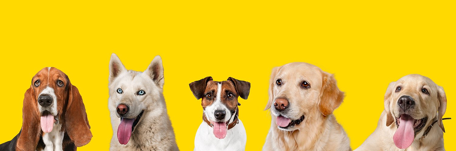 Fünf Hunde unterschiedlicher Rassen sitzen nebeneinander vom Basset bis zum Labrador Retriever.