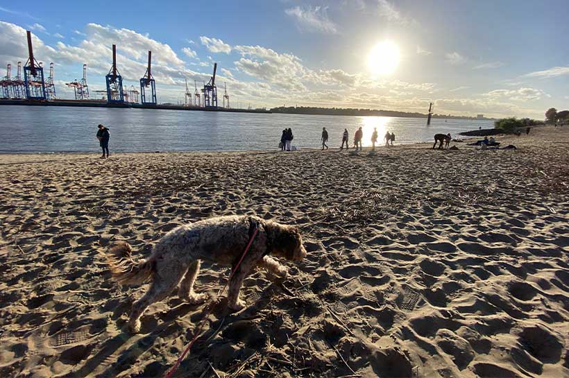 Spaziergang mit Hund am Elbstrand, im Hintergrund Menschen und der Hamburger Hafen.