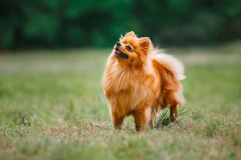 Kleiner brauner Spitz schaut erwartungsvoll