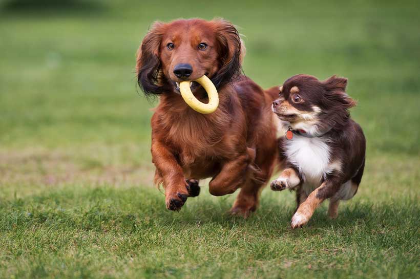 Dackel und Chihuahua rennen mit Hundespielzeug über eine Wiese