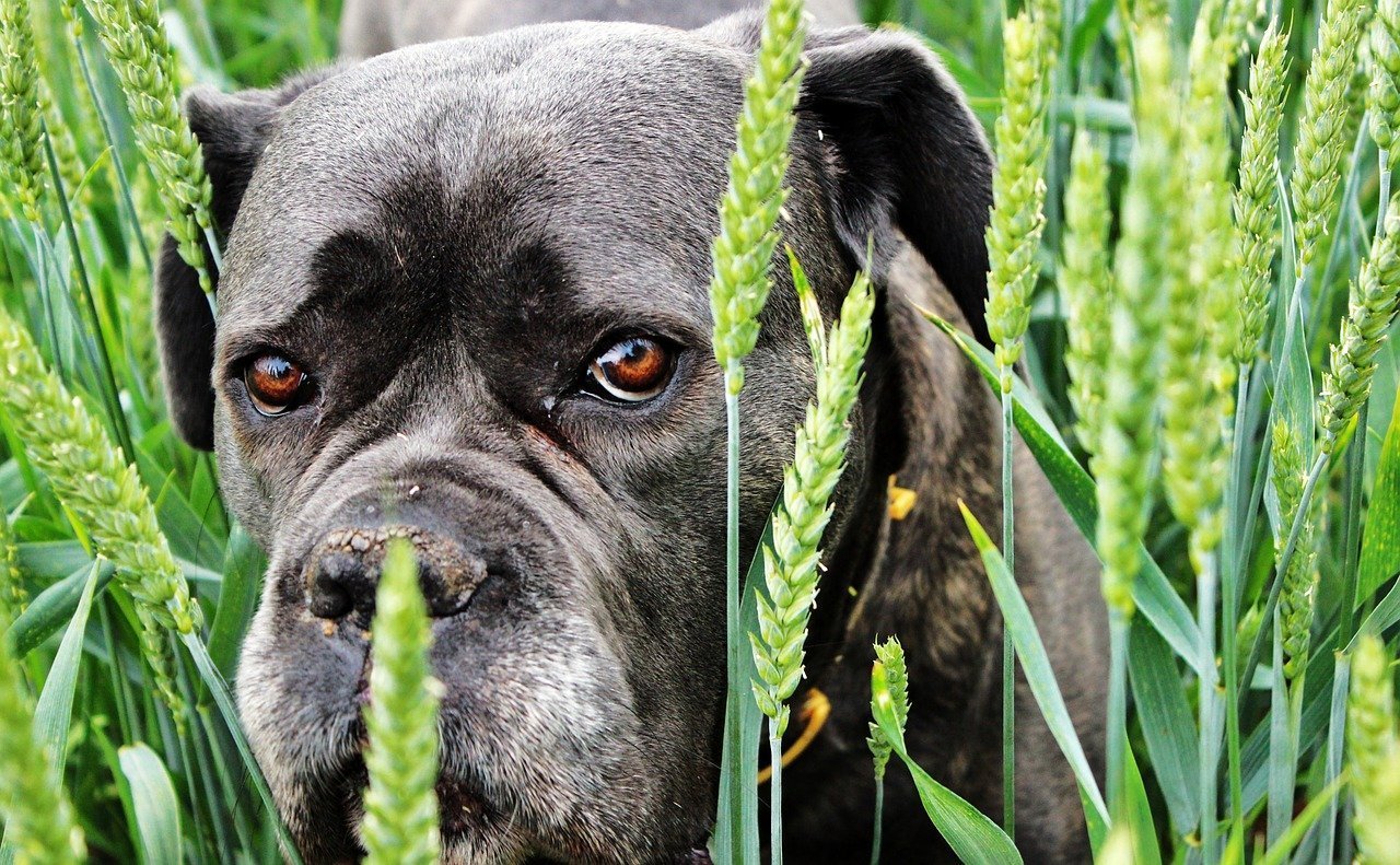 Hund im Getreidefeld