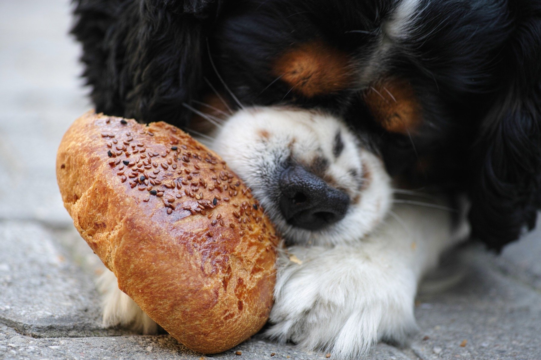 Hund frisst Brötchen