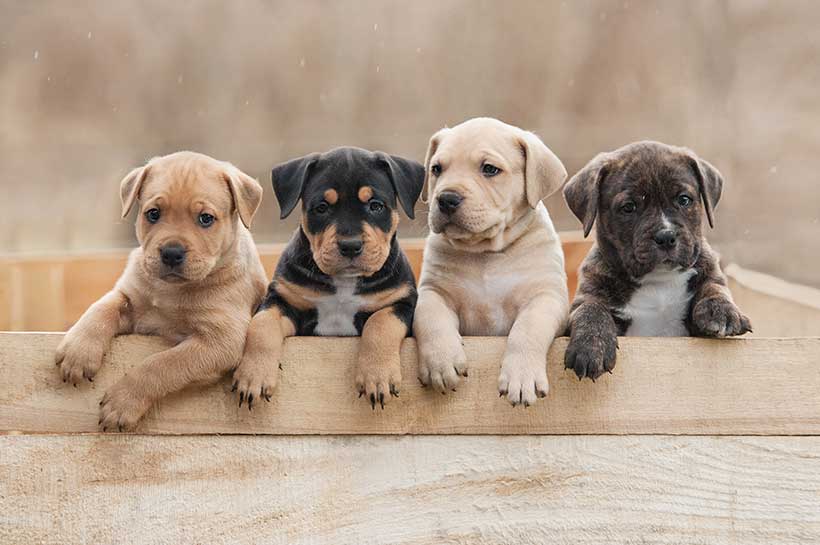 Vier unterschiedliche Hundewelpen, die aus einer Kiste schauen.