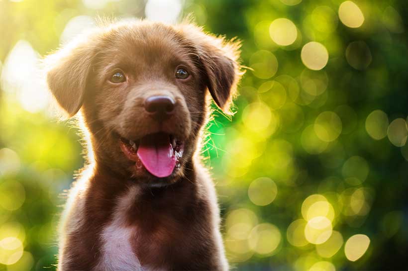 Retriever Welpe schaut aufgeweckt in die Kamera.