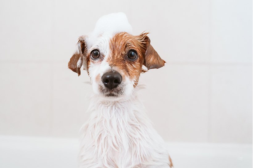 Hund mit etwas Hundeshampoo auf dem Kopf sitzt in einer Badewanne