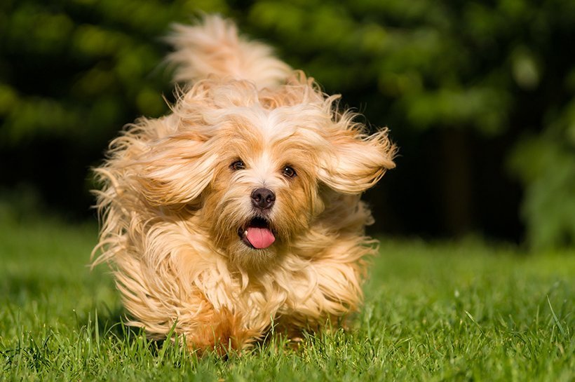 Kleiner Hund mit mittellangem Fell rennt über eine Wiese