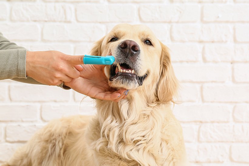 Golden Retriver bekommt seine Hundezähne mit einem Fingerling geputzt