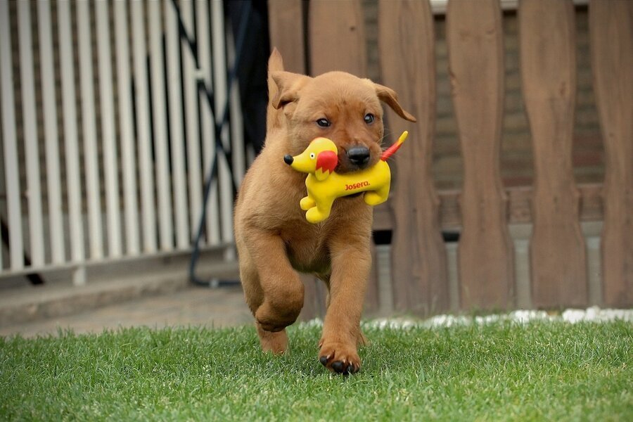 Hund mit Josera Seppl im Maul