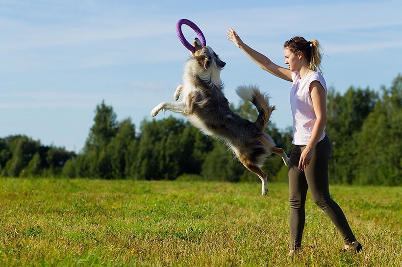 Hund fängt einen Ring von seinem Frauchen