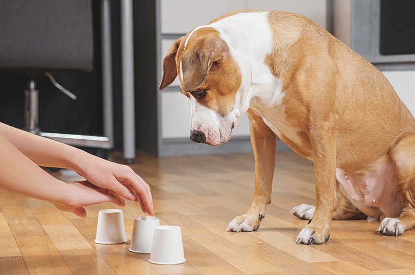 Hund spielt Zuhause das Hütchenspiel