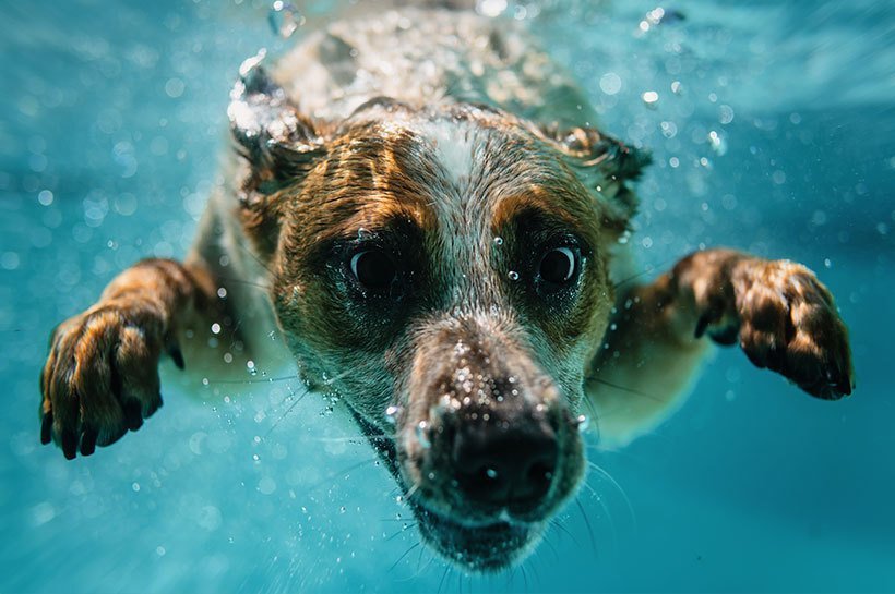 Hund taucht im Wasser