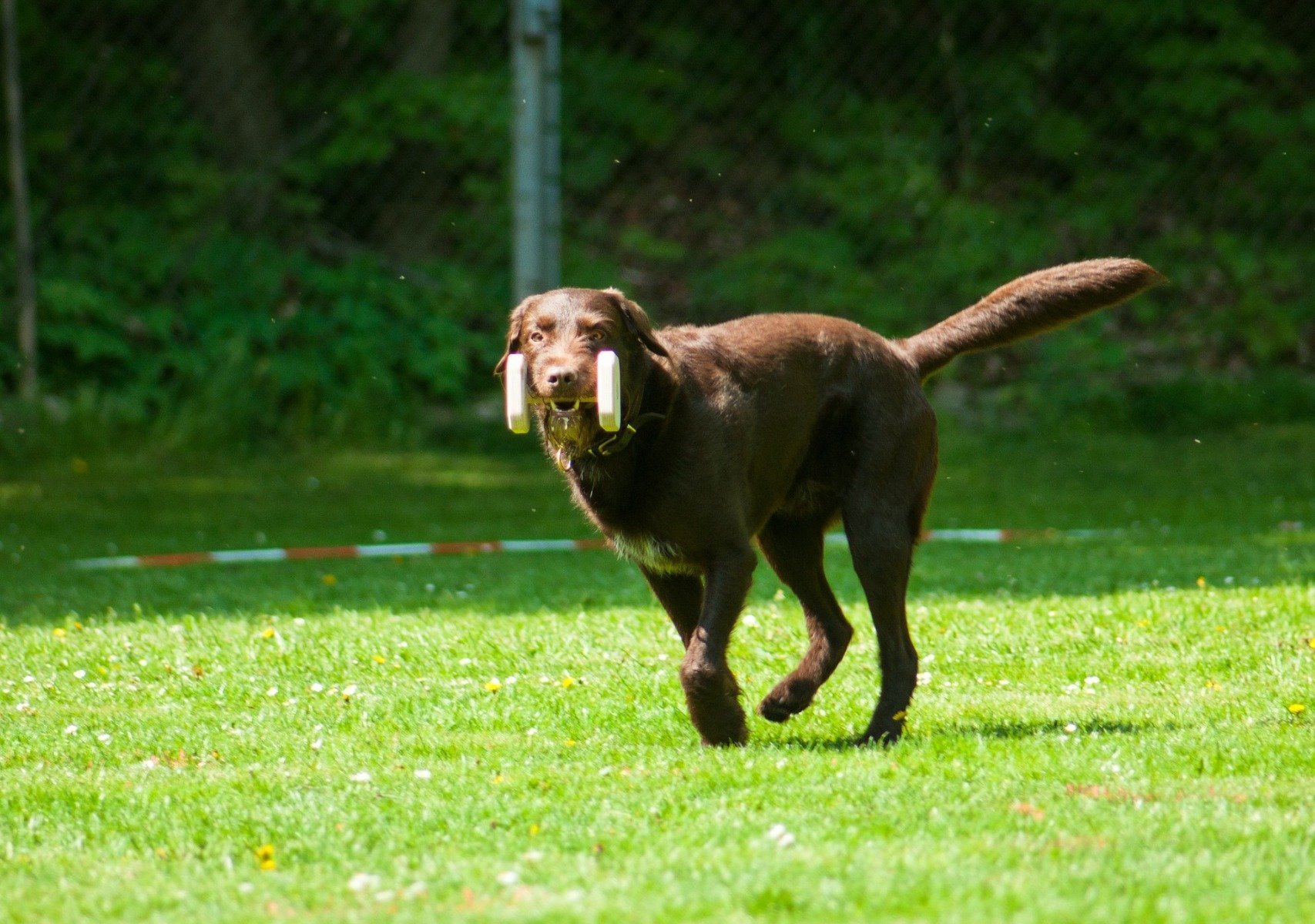 Hund rennt mit Gegenstand