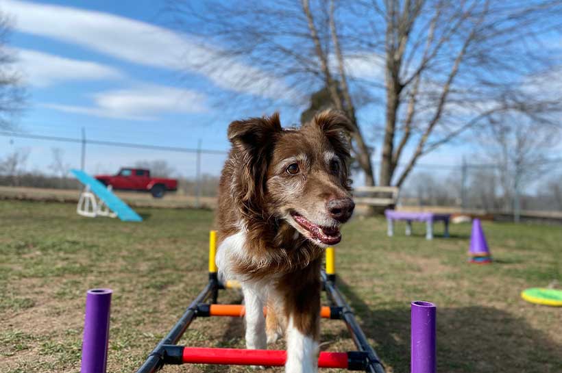 Hund beim Agility