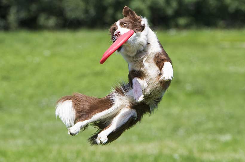 Hund fängt im Sprung in der Luft eine rote Frisbee.