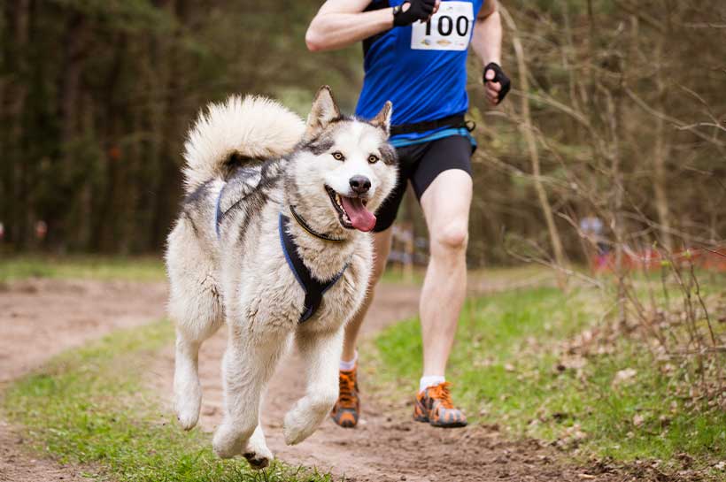 Husky rennt zusammen mit einem Mann beim Canicross über einen Waldweg.