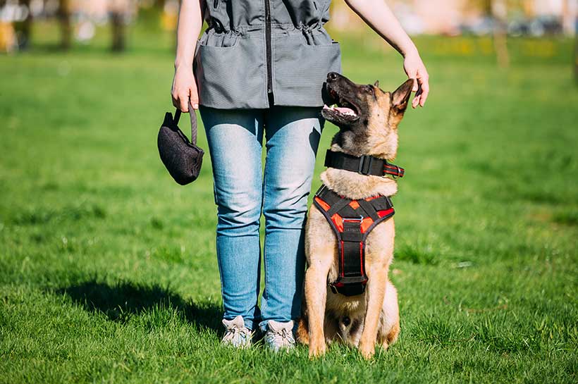 Malinois mit Halterin beim Obedience Training.