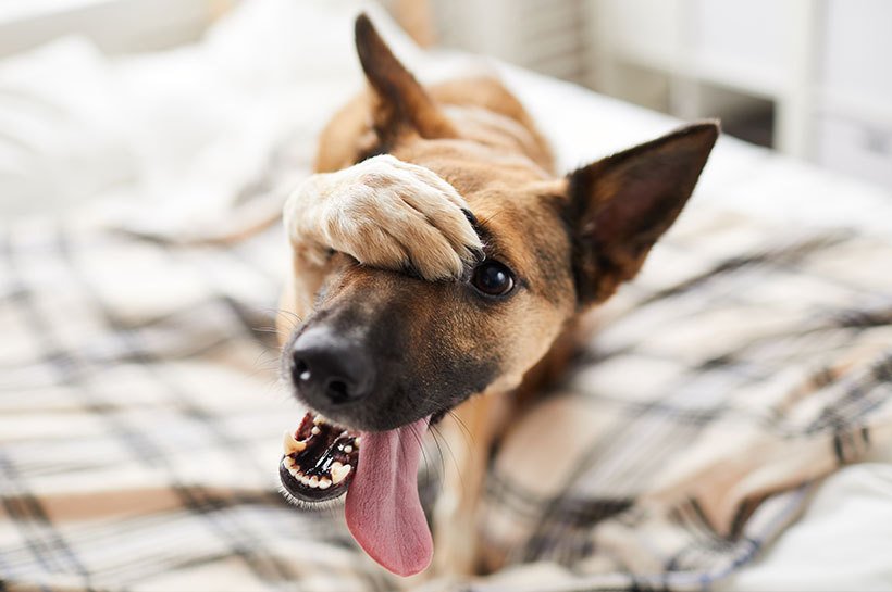 Hund schaut verschämt in die Kamara und legt dabei eine Pfote auf die Nase