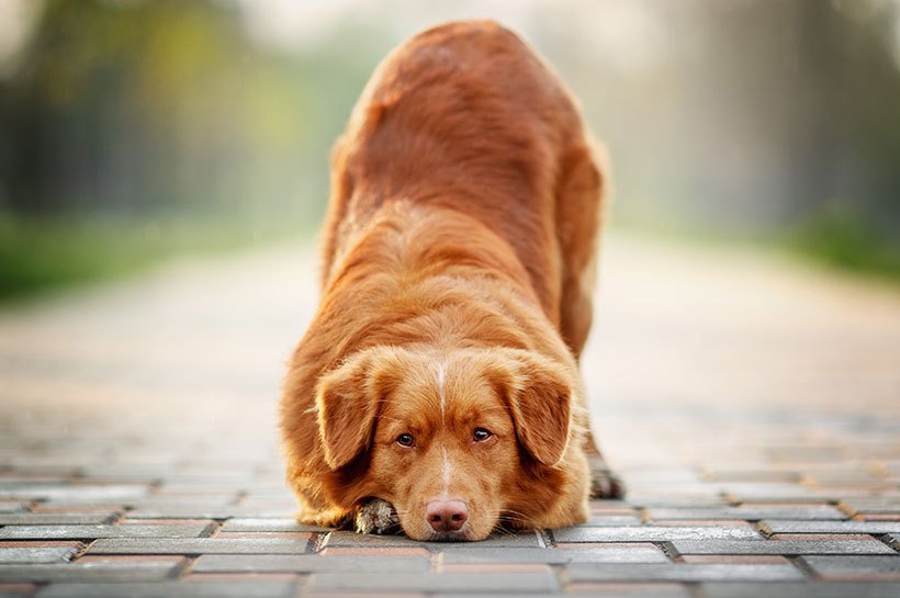 Hund legt seinen Kopf auf dem Steinboden ab - eine Art Verbeugung